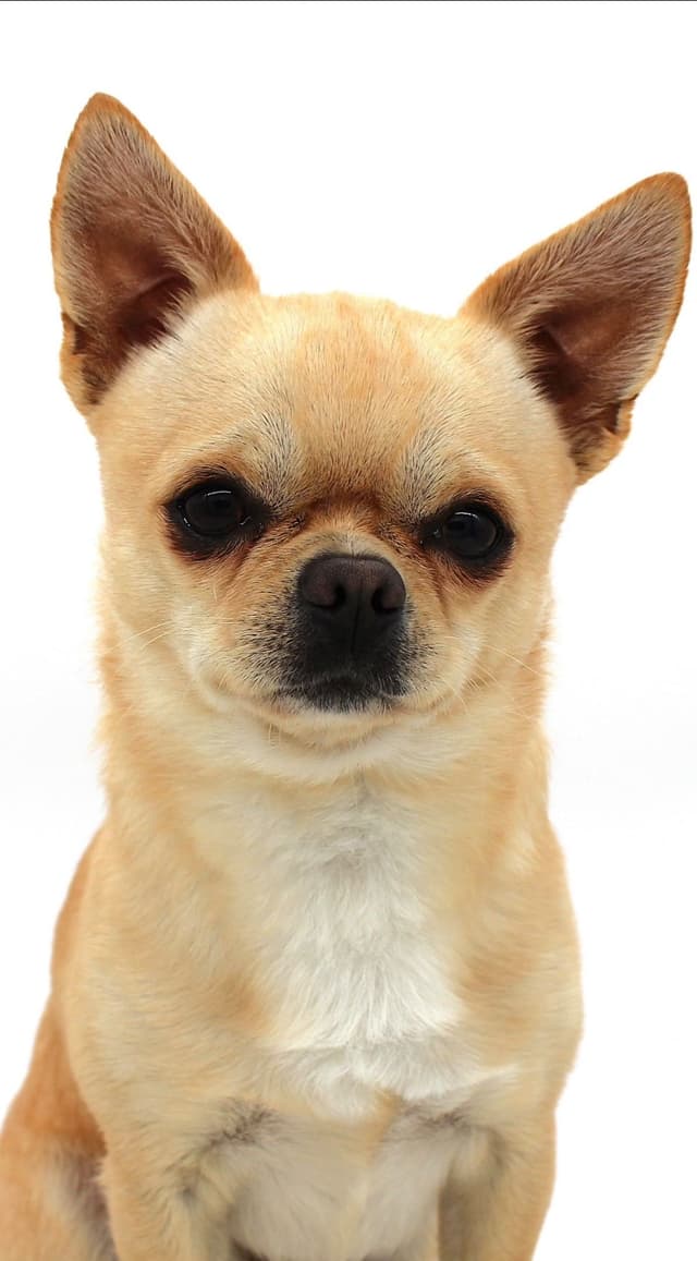 Chihuahua Puppies media 2