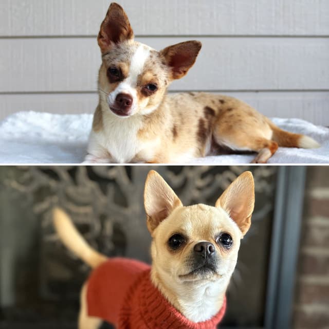 Chihuahua Puppies media 3