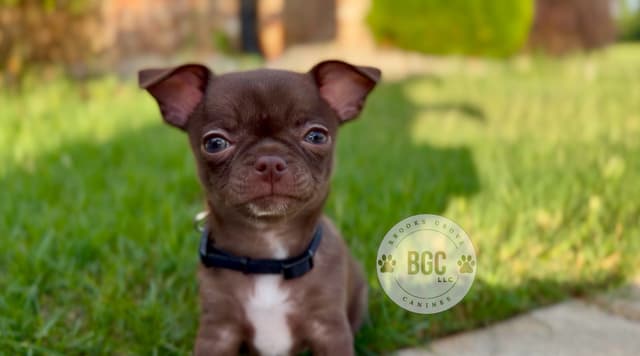Chihuahua Puppies media 4