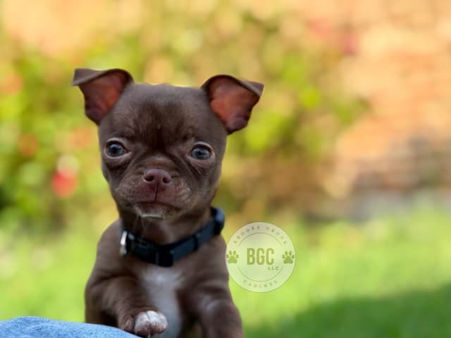 Chihuahua Puppies media 5