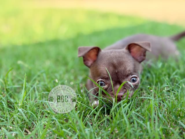 Chihuahua Puppies media 7