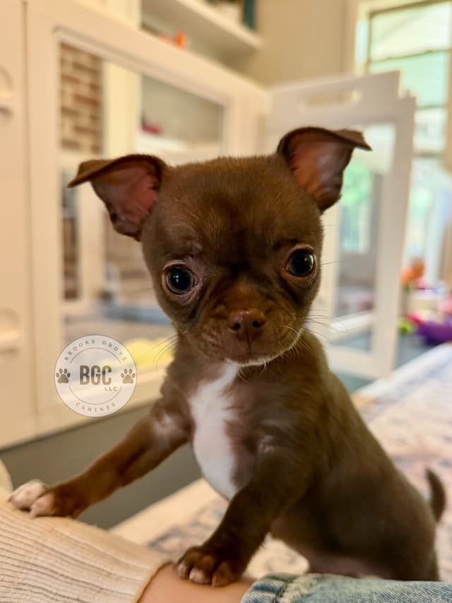 Chihuahua Puppies media 8