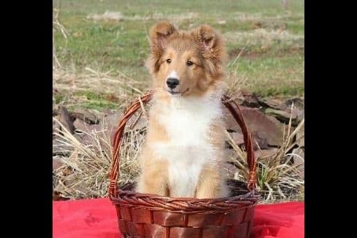 Beautiful Shetland Sheepdog Puppies breeder image 1