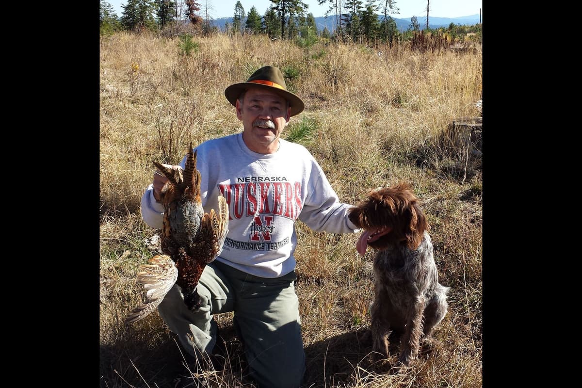 Wirehaired Pointing Griffon Puppy Information breeder image 1