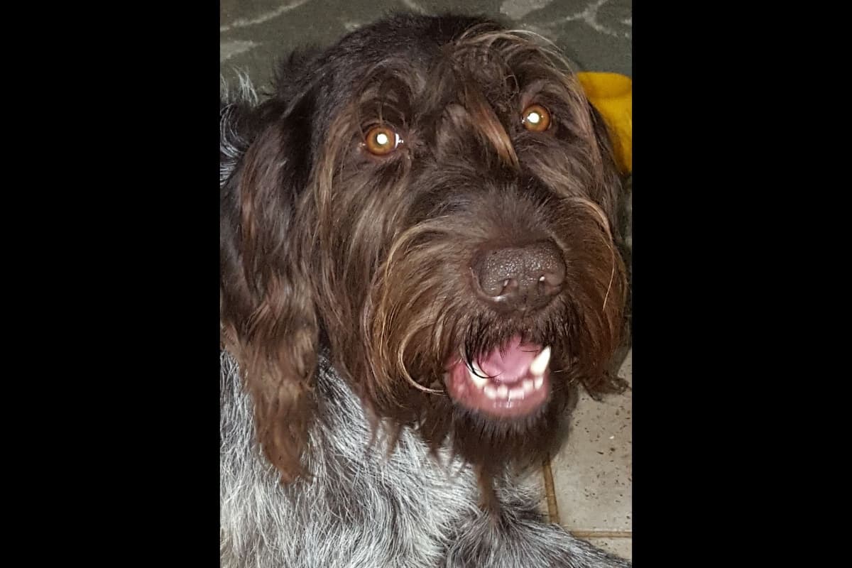 Wirehaired Pointing Griffon Puppy Information breeder image 9