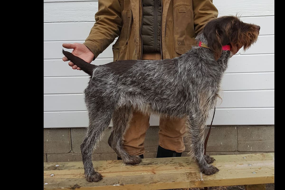 Wirehaired Pointing Griffon Puppy Information breeder image 8