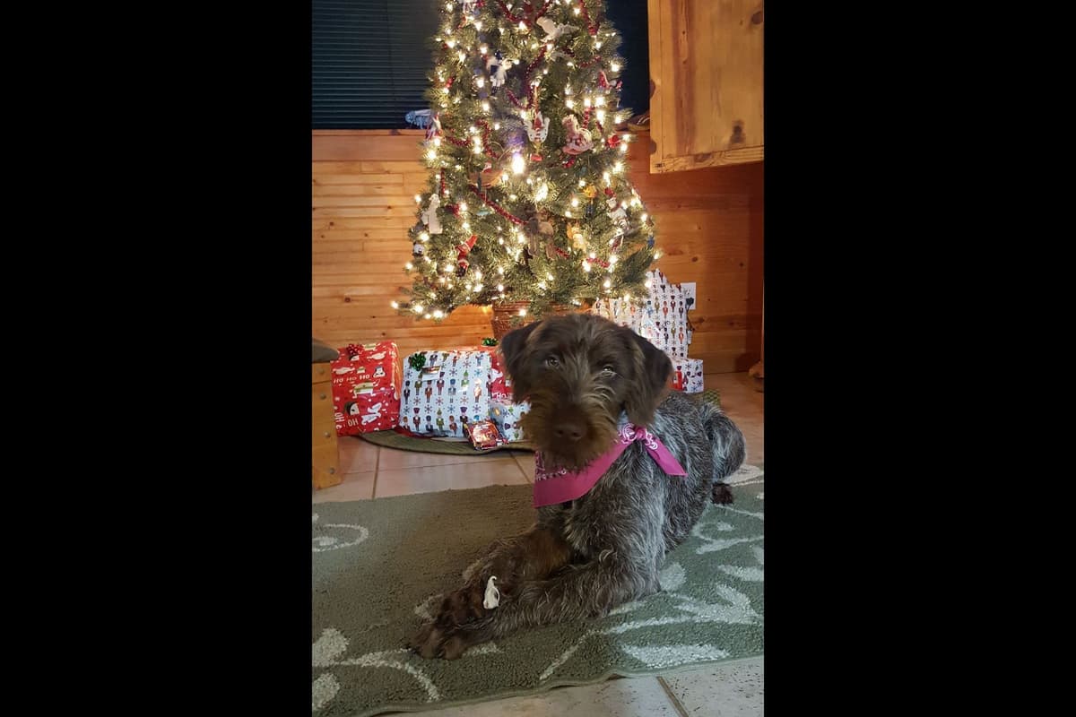 Wirehaired Pointing Griffon Puppy Information breeder image 6