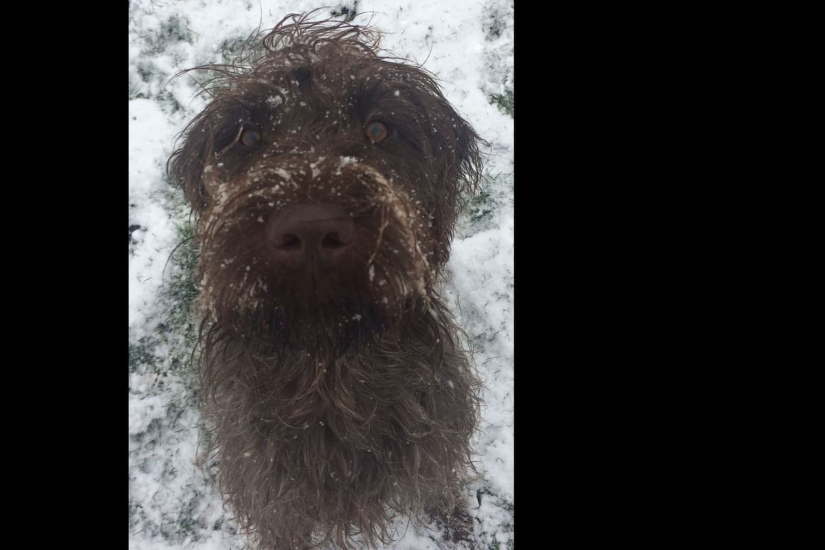 Wirehaired Pointing Griffon Puppy Information breeder image 5