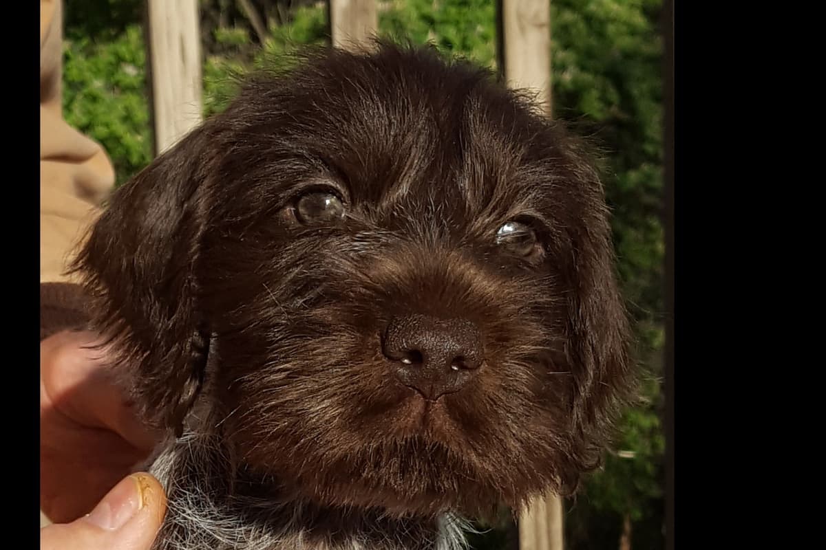 Wirehaired Pointing Griffon Puppy Information breeder image 4