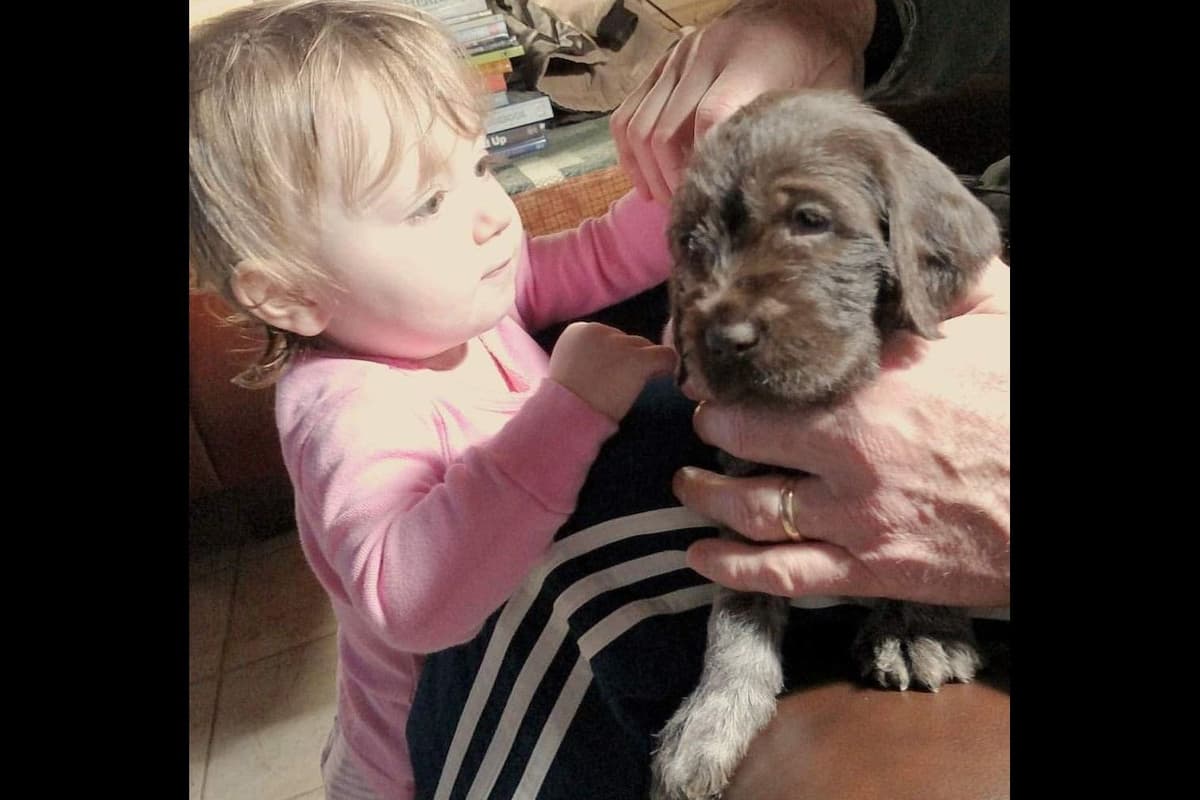 Wirehaired Pointing Griffon Puppy Information breeder image 3