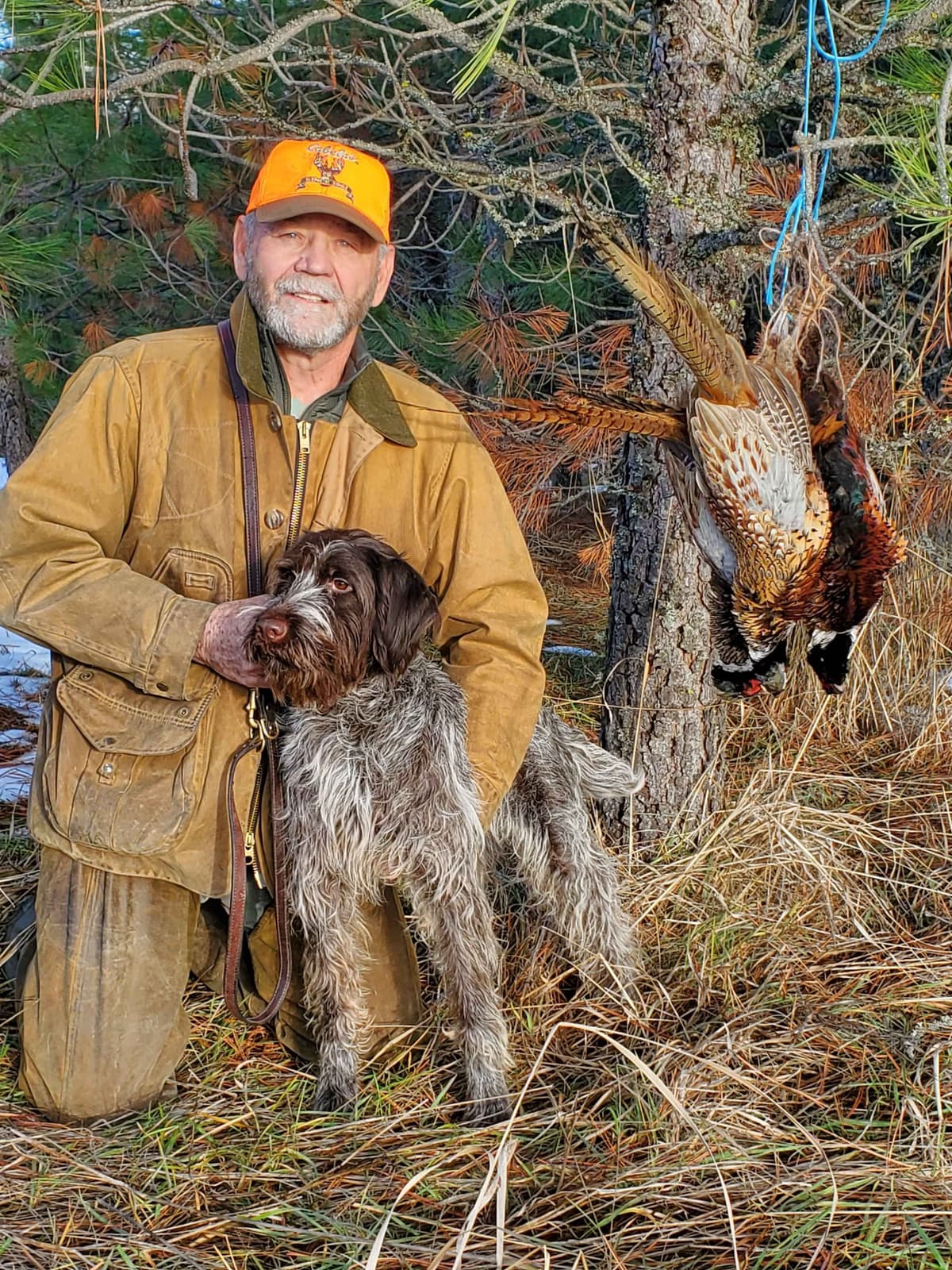 Wirehaired Pointing Griffon Puppy Information breeder image 10