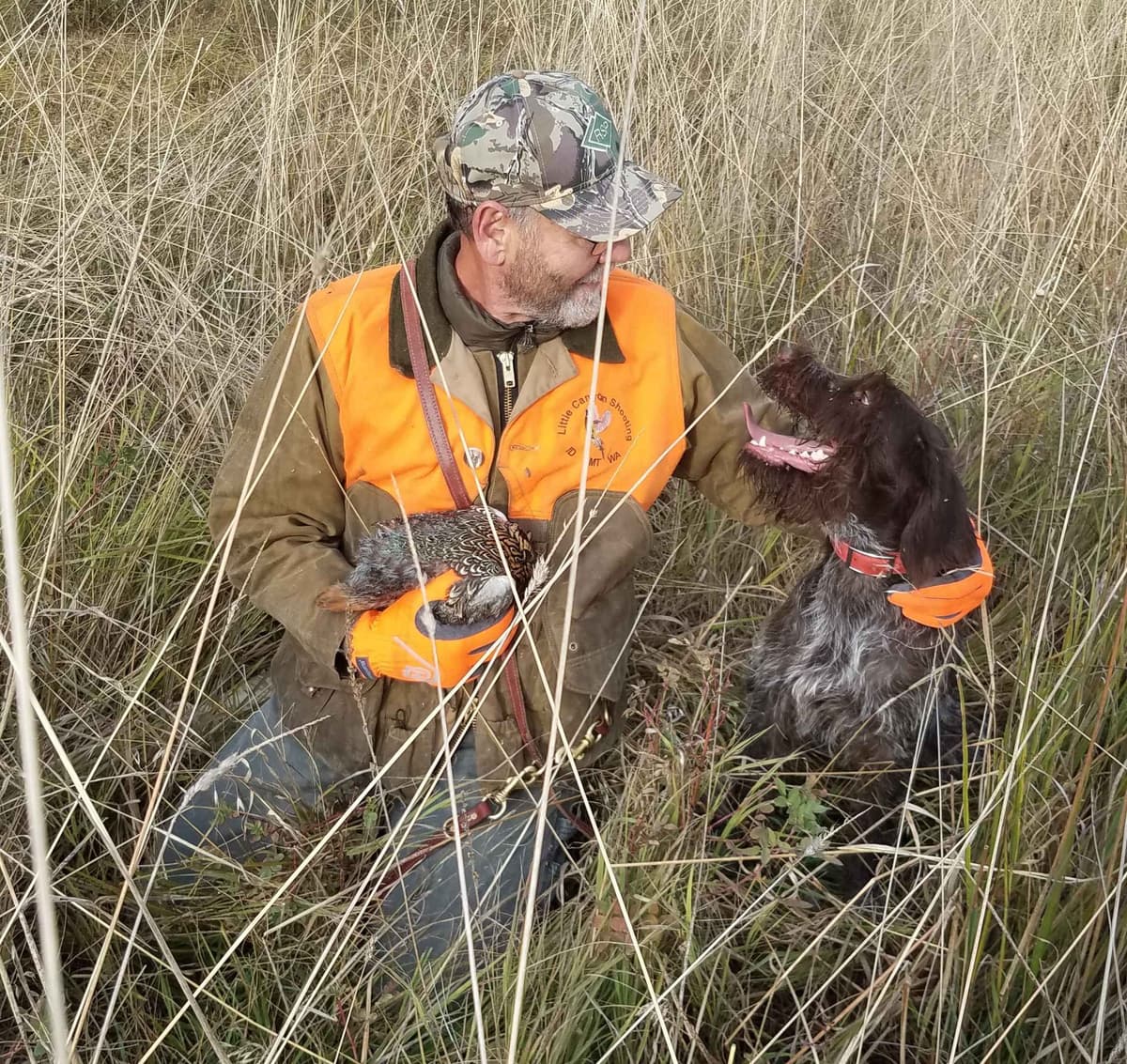 Wirehaired Pointing Griffon Puppy Information breeder image 12