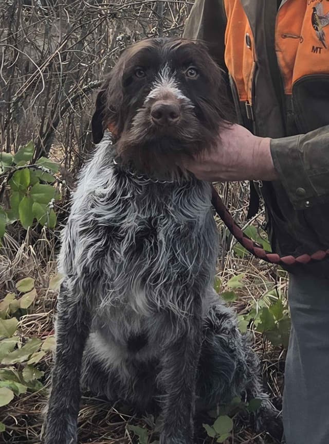 Wirehaired Pointing Griffon Puppy Information media 2