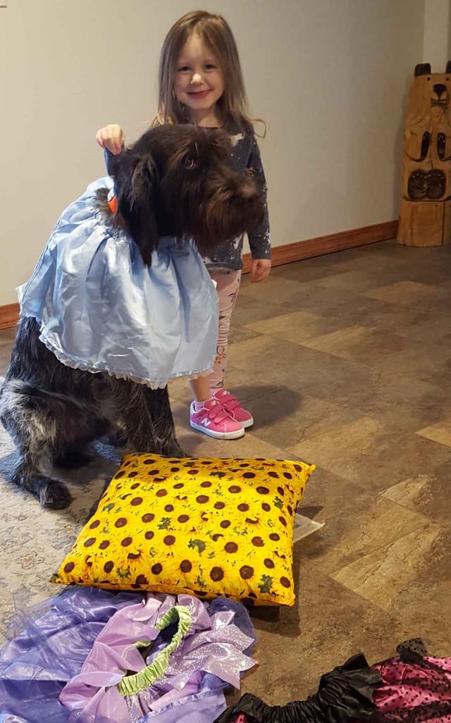 Wirehaired Pointing Griffon Puppy Information media 3