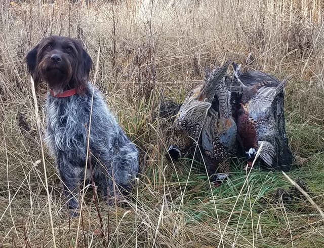 Wirehaired Pointing Griffon Puppy Information media 4
