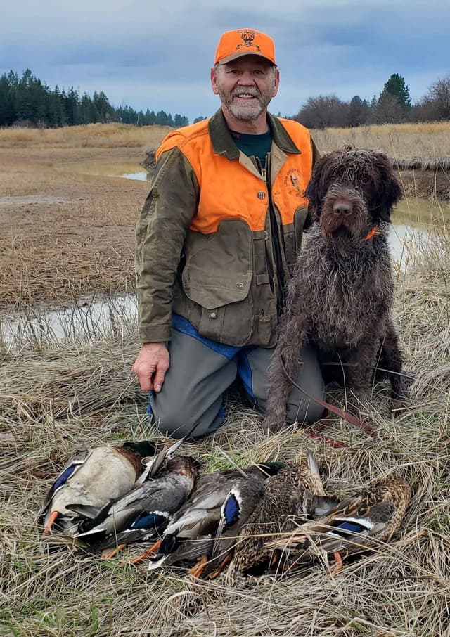 Wirehaired Pointing Griffon Puppy Information media 5