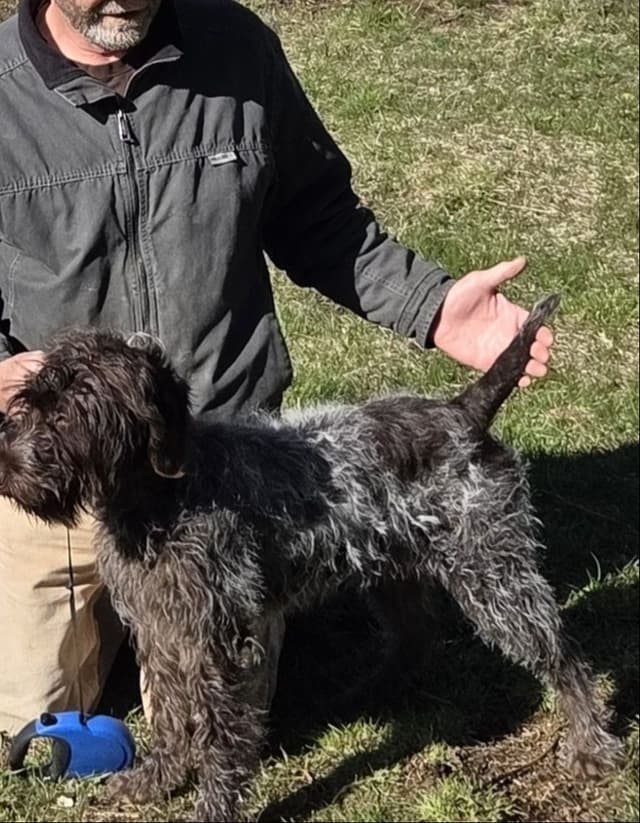 Wirehaired Pointing Griffon Puppy Information media 7