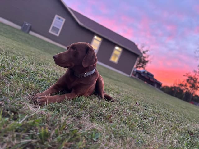 Labrador Retriever Puppies media 2