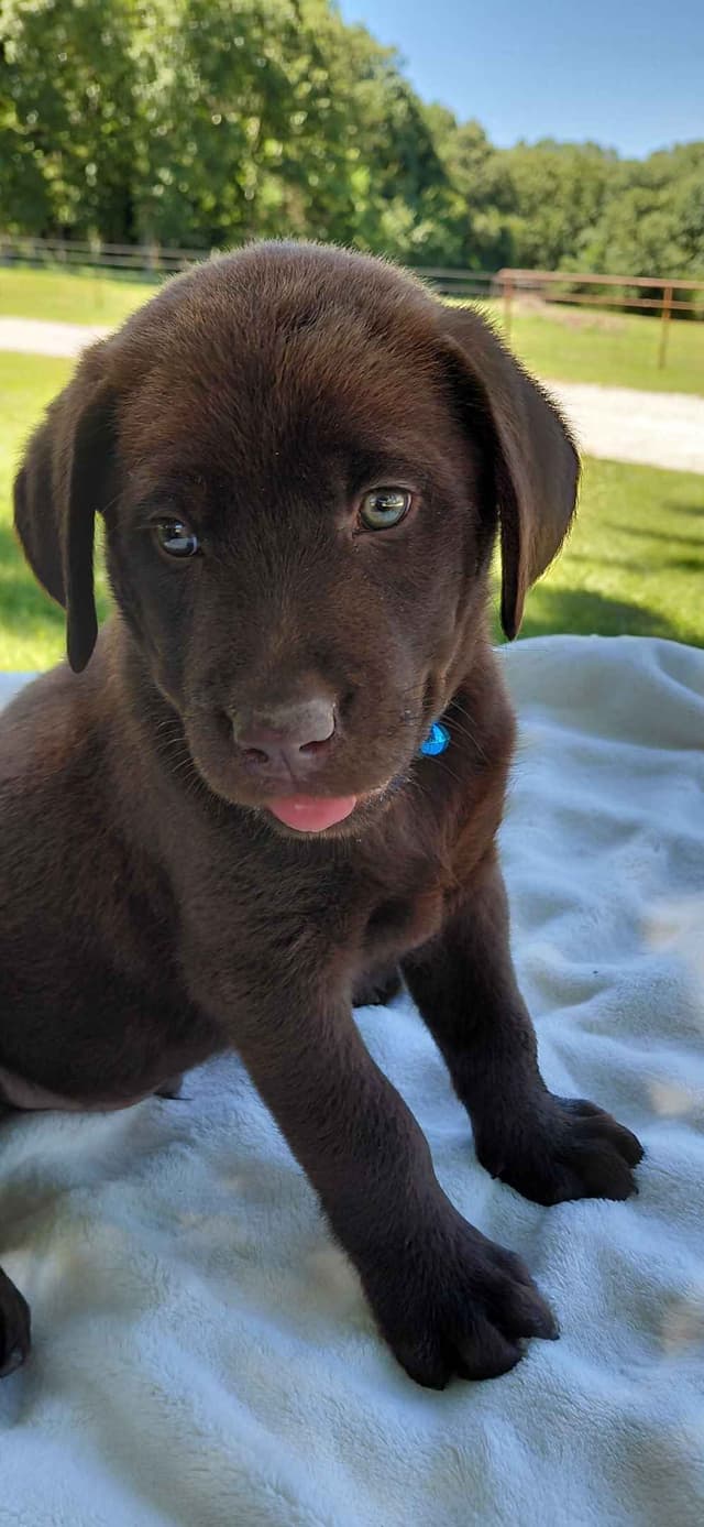 Labrador Retriever Puppies media 3