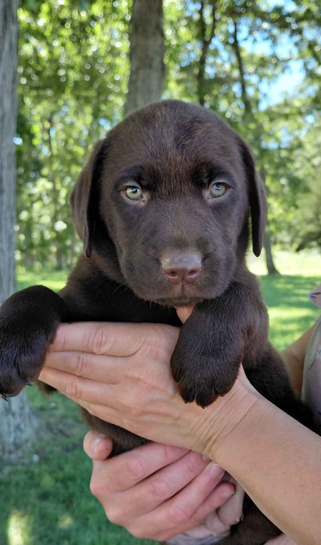 Labrador Retriever Puppies media 4