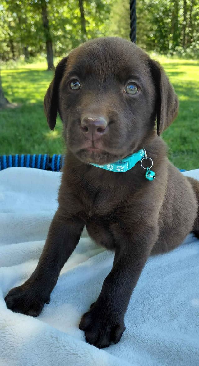Labrador Retriever Puppies media 5