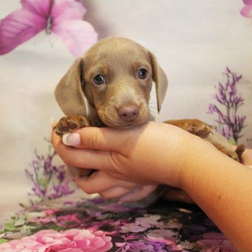 AKC Male Miniature Dachshund media 2