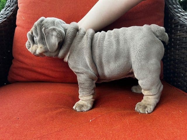 Bulldog Puppies media 2