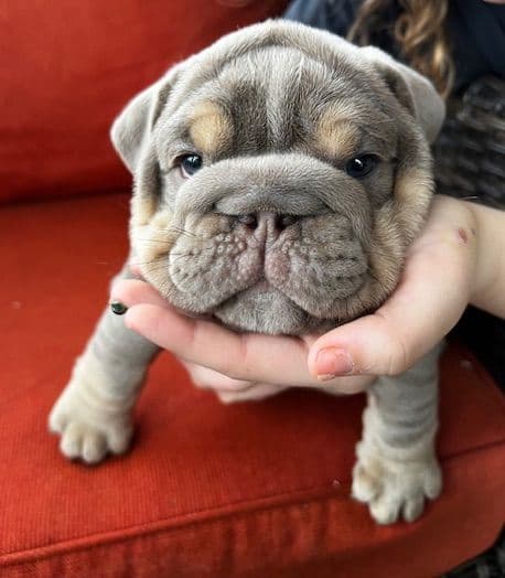 Bulldog Puppies media 3
