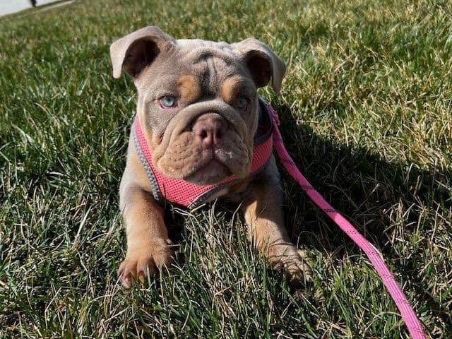 Bulldog Puppies media 4