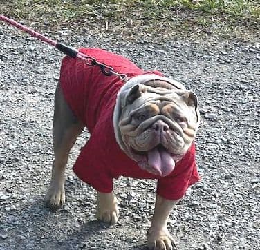 Bulldog Puppies media 5