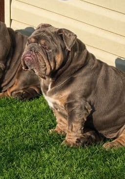 Bulldog Puppies media 6