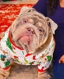 Bulldog Puppies media 7