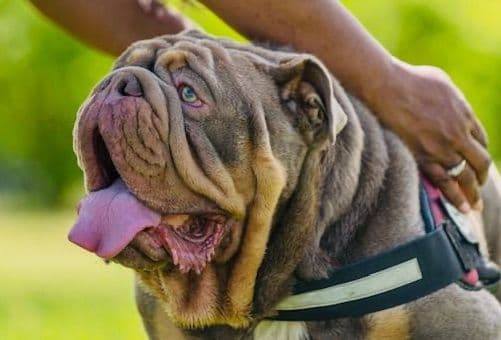 Bulldog Puppies media 8
