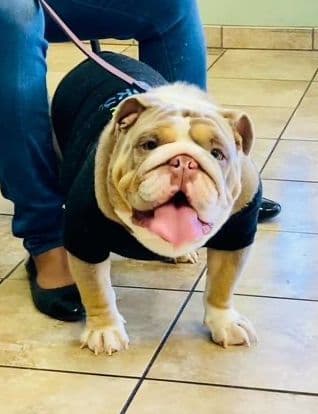 Bulldog Puppies media 9