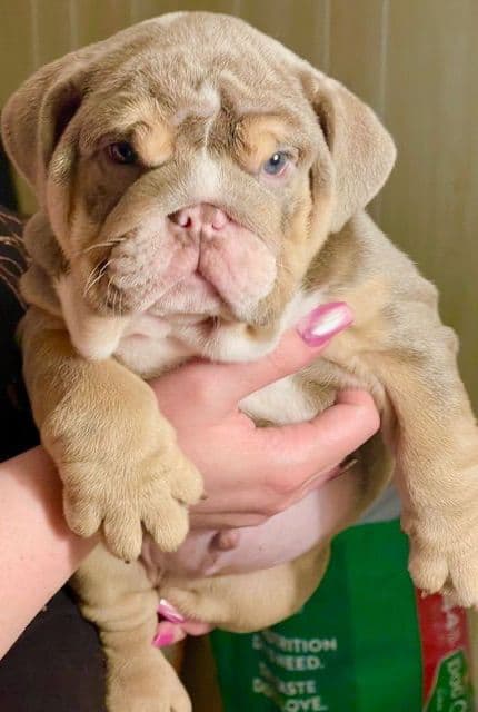 Bulldog Puppies media 10