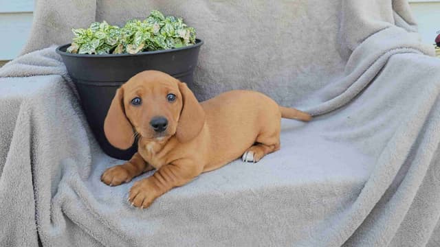 Miniature Dachshund Puppies media 2