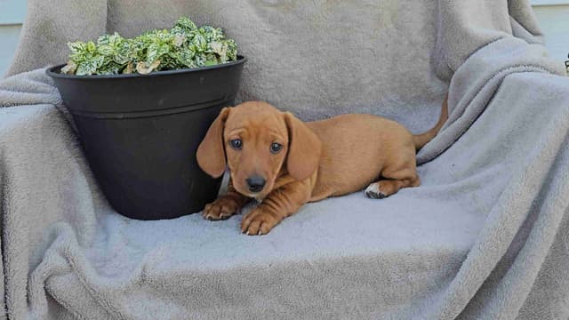 Miniature Dachshund Puppies media 3