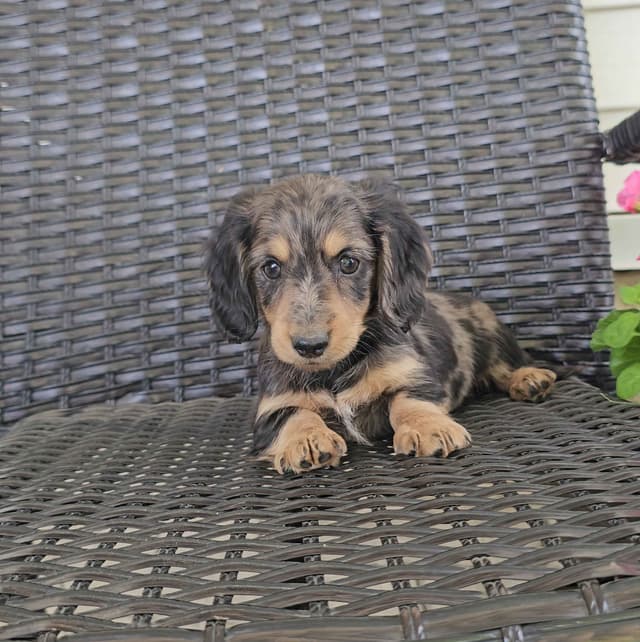 Miniature Dachshund Puppies media 2