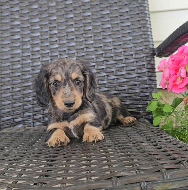 Miniature Dachshund Puppies media 3