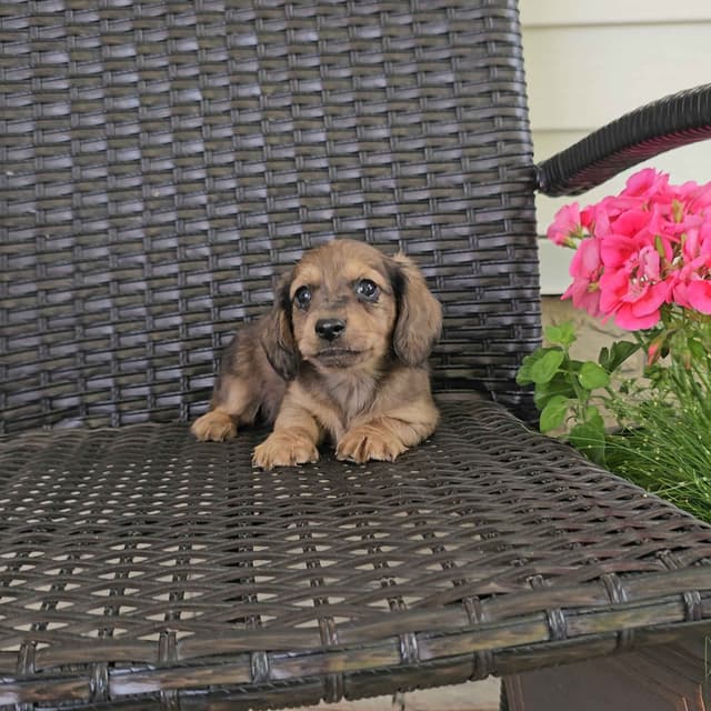 Miniature Dachshund Puppies media 9