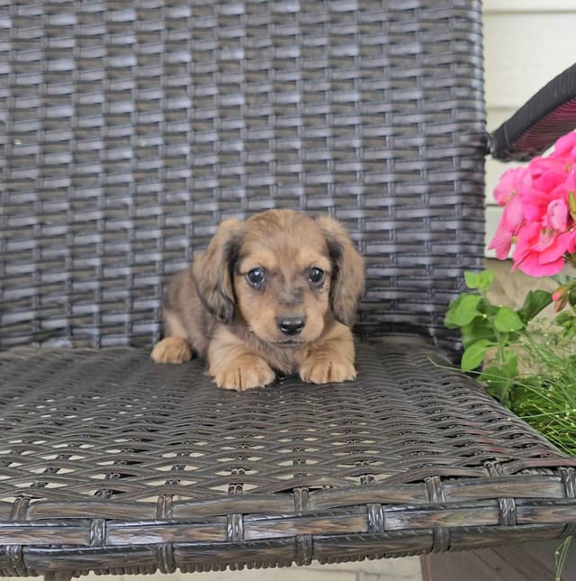 Miniature Dachshund Puppies media 10