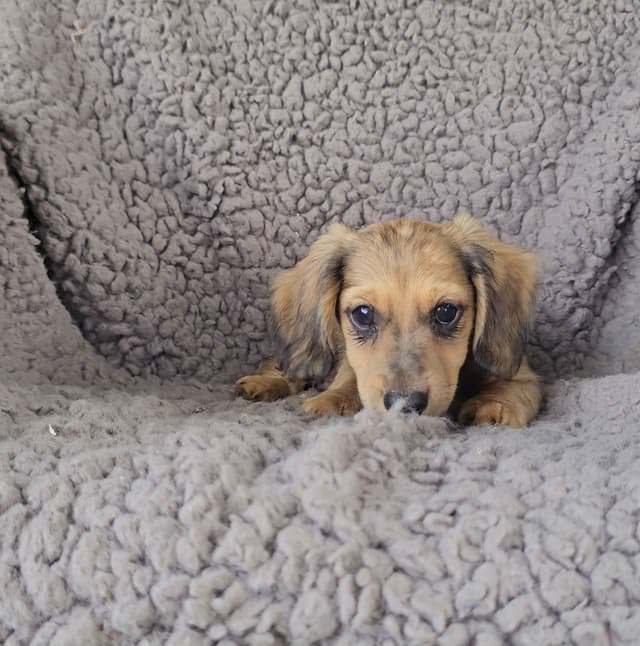 Miniature Dachshund Puppies media 8