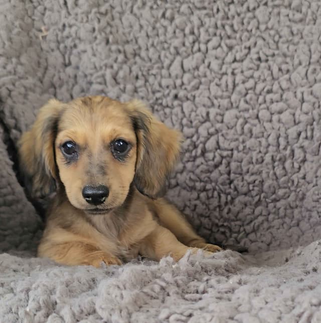 Miniature Dachshund Puppies media 7