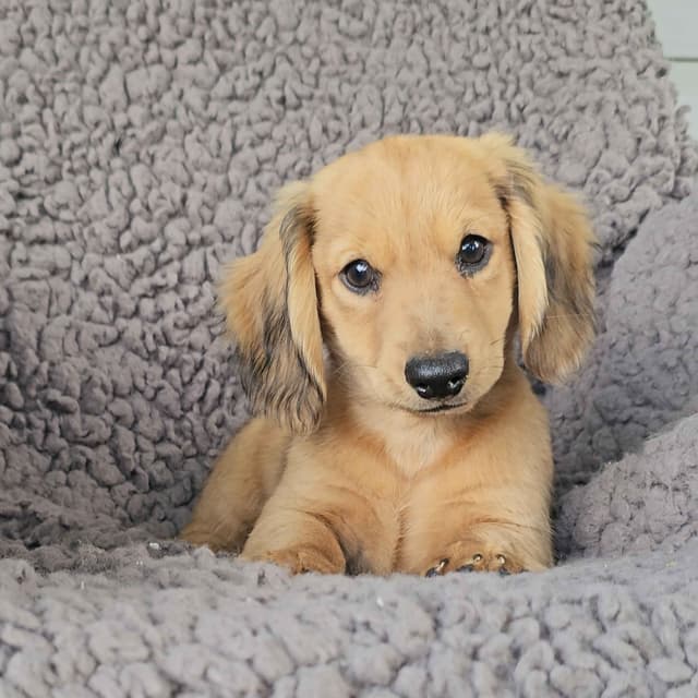 Miniature Dachshund Puppies media 4