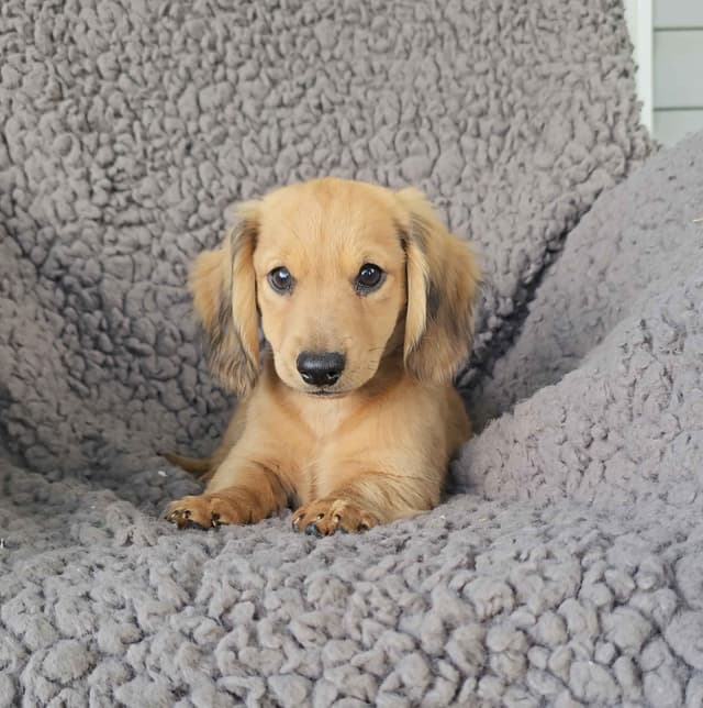 Miniature Dachshund Puppies media 6