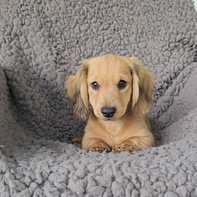 Miniature Dachshund Puppies media 5