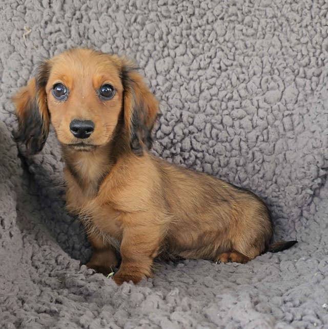 Miniature Dachshund Puppies media 11