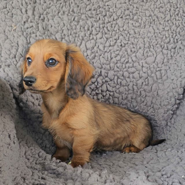 Miniature Dachshund Puppies media 12
