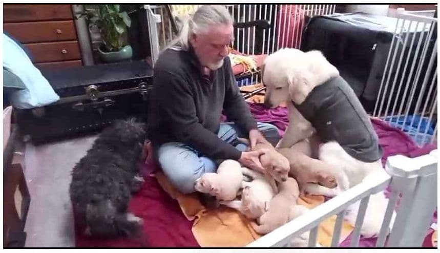 DNA-tested, Organically-raised, Socialized Golden Retriever Puppies breeder image 1