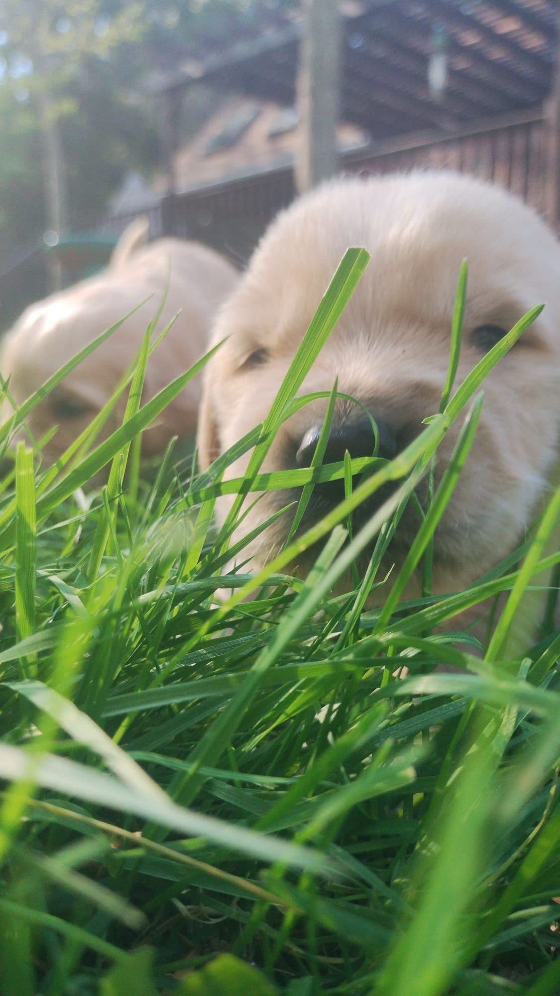 DNA-tested, Organically-raised, Socialized Golden Retriever Puppies breeder image 3